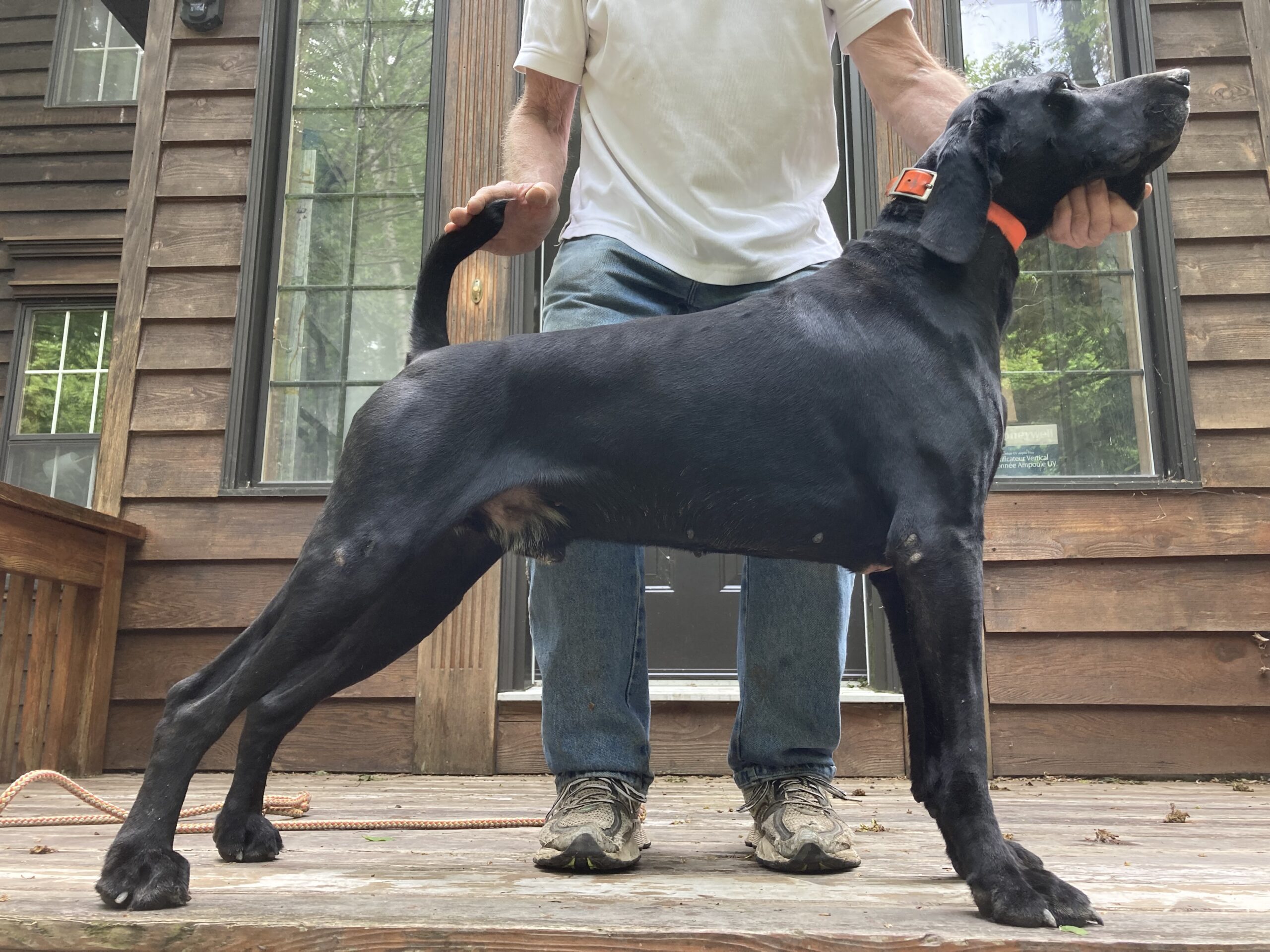 How to Decide If a German Shorthaired Pointer Is Right for You — Winifred  Wiggles